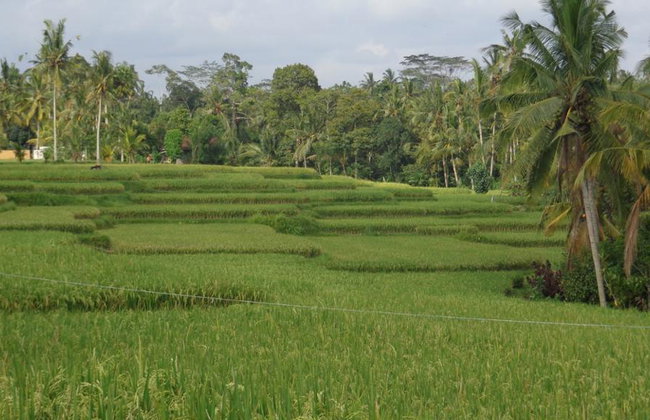 ResiRest - Joining a local family at their eating table in Bali (Ubud) - Photo 3